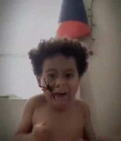 Spider