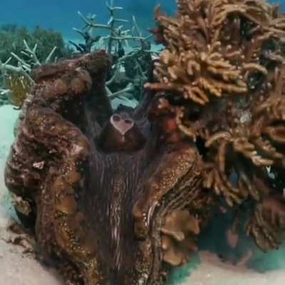 ? 100-years old giant clam