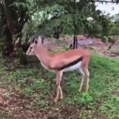 ? A Thompson’s gazelle playfully challenging a wildlife photographer before darting off ?