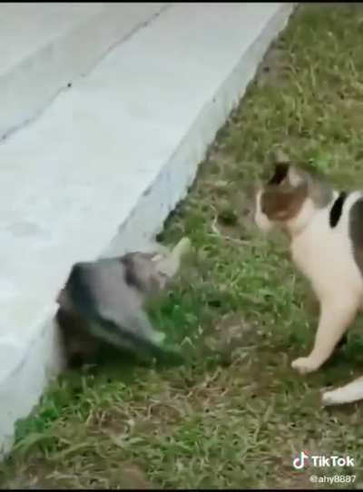 Son scares his pops