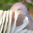 ? A hungry snail