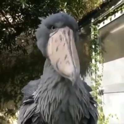 ? Shoebill Stork always seems to be in disagreement...