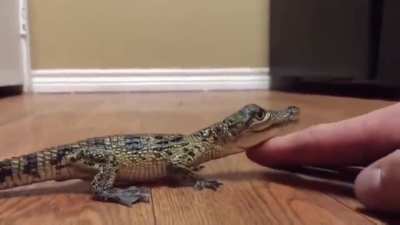 What baby crocodiles sound like