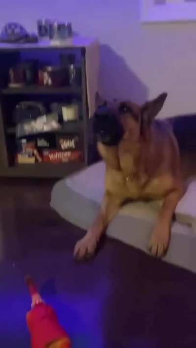 A German Shepherd howling with his squeaky rubber chicken! ?
