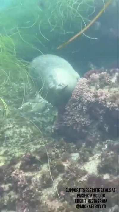 "Seal sleeping underwater" by @michaelboyyd on Instagram.