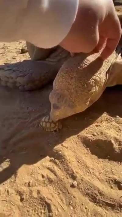 ?Parent turtle meets his new born turtle ?. The size difference ?
