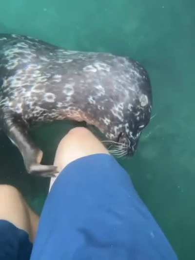 ? Seals are truly the puppies of the sea