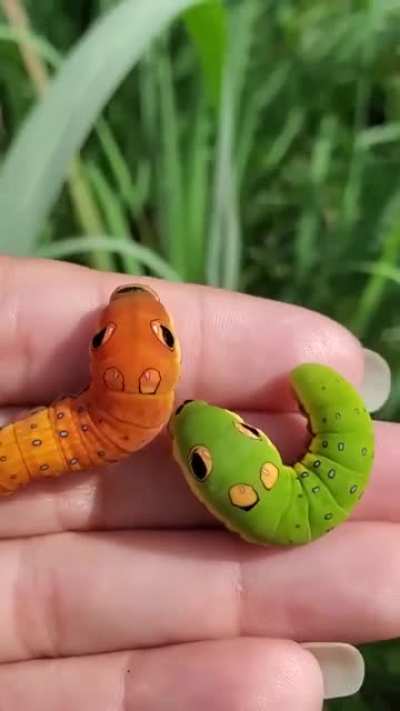 ? Swallowtail caterpillars mimicking snake heads