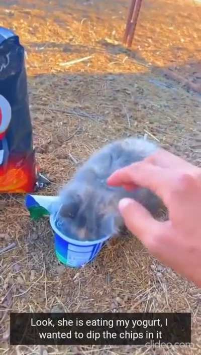 Yogurt monster