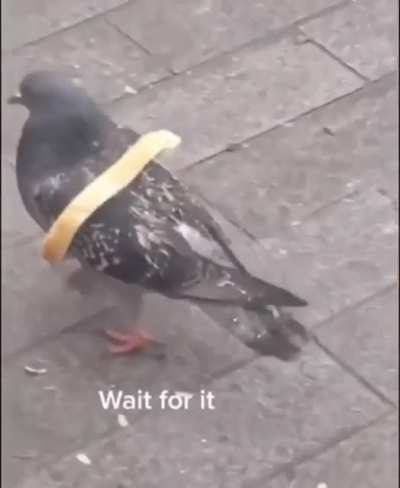 Birb