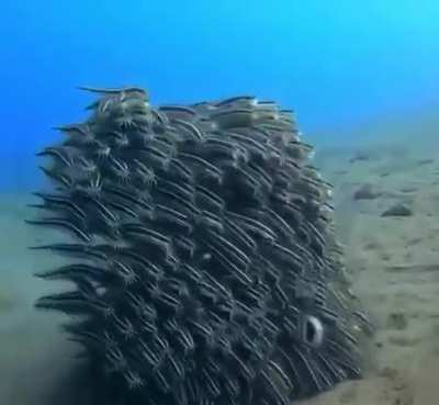 ?School of Striped Eel Catfish?