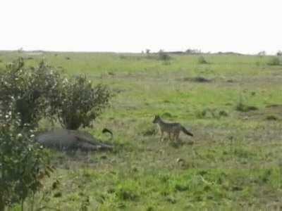 A dumbass jackass jackal risks its life nipping at a lion's tail, then scampers off, but it could have ended quite badly for him. The lion is like "wtf! You derp!"