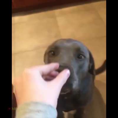 To insult the dog