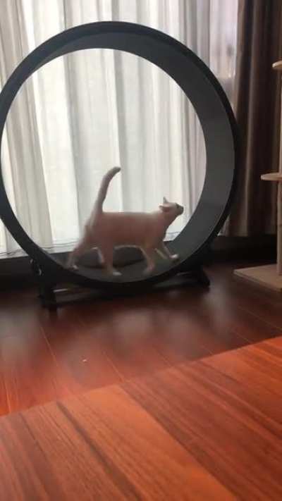 Miu-Miu is always yelling on her treadmill…