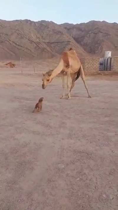 Pup's wish for kisses on the gentle giant