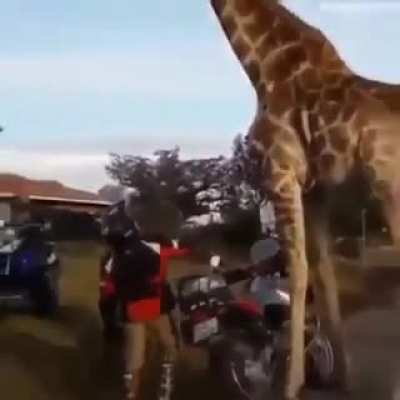 Watch till the end?