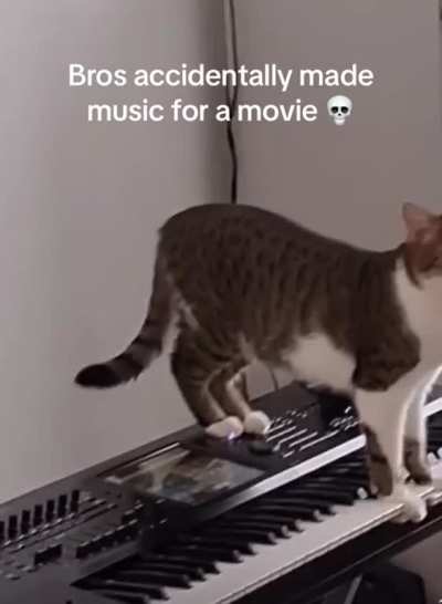 Cat going crazy on the ?
