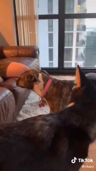 Poor dog?❤