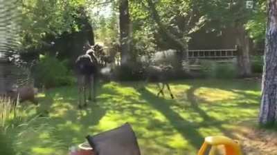 ? A family of moose visit a backyard to run through the sprinkler, Spokane Washington ?
