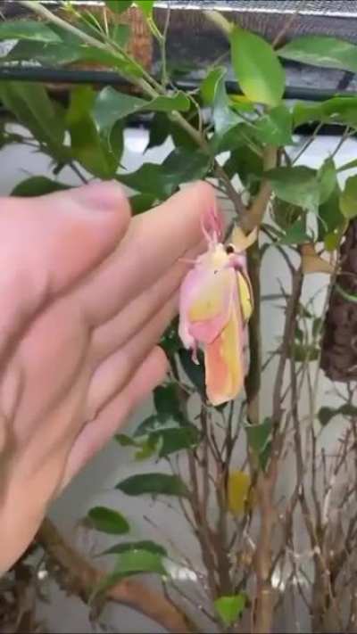 ? Gorgeous Chinese Luna Moth. Wait for it!