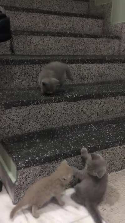 The way they tumble down the stairs ?