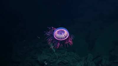 ? A rare deep sea Halitrephes maasi jellyfish caught on camera ?