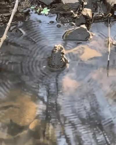 ? Frog's song resonates with the pond he's in