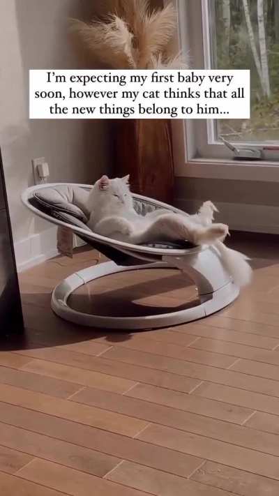 "It's mine meow"