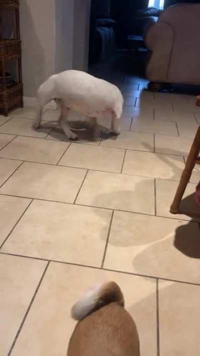 My mom’s Basset Pitt mix is a certified derpsicle and her sister is worried
