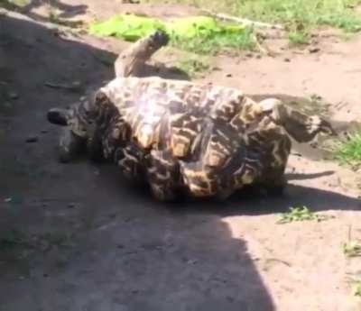 Maybe Maybe Maybe