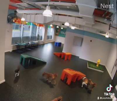 Today my dog peed on another dog at daycare ?