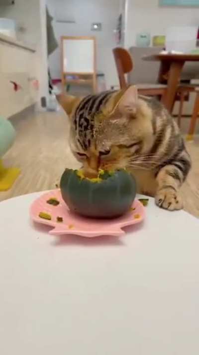 I love my pumpkin *nom nom*
