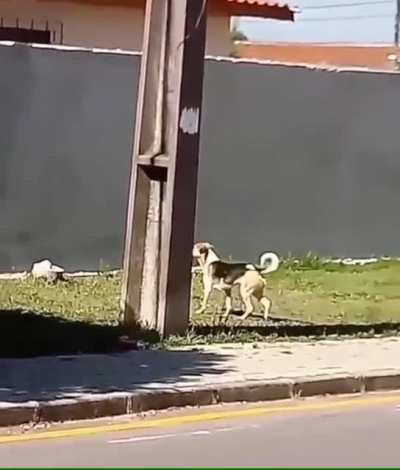 This dog’s perseverance paid off