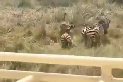 ? Mother zebra taking her cub from the lion's mouth
