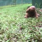 Cry of the sloth