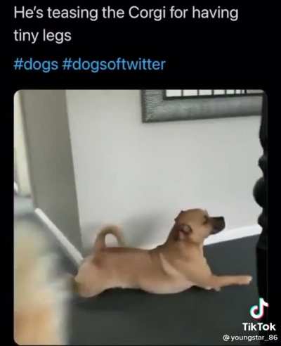 He's teasing the corgi for having short legs lmao!