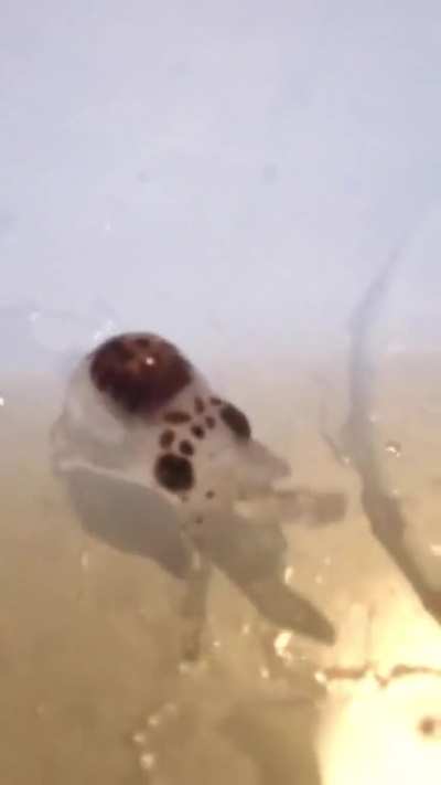 Baby Octopus