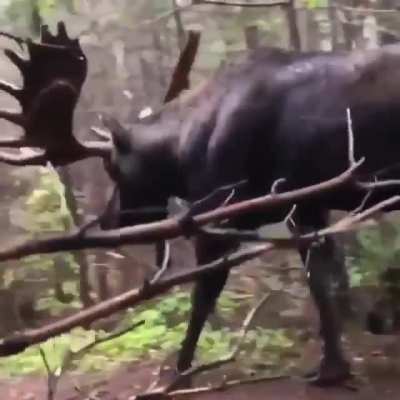 ? A moose on the path