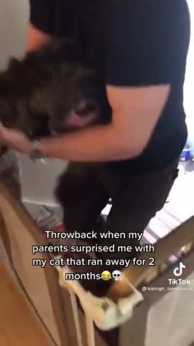 Finding the lost cat