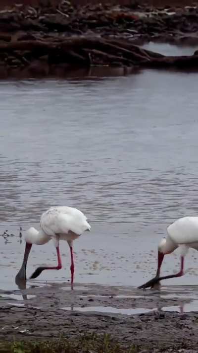 ? Spoonbills' distinctive and unique hunting technique