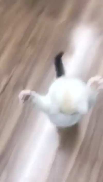 Are you scared human? ?