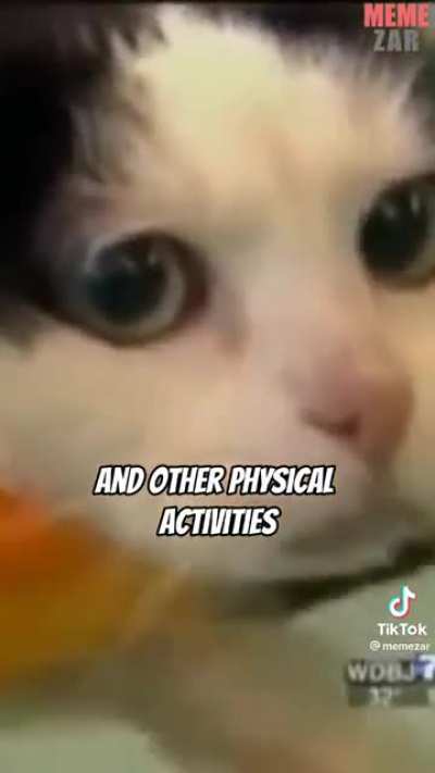 Cats ?
