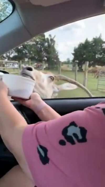 WCGW feeding a llama's archenemy