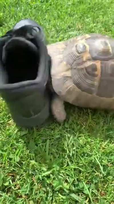 Racist turtle ?