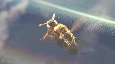 ? Queen wasp mating