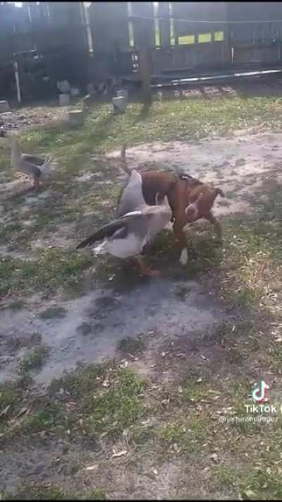Goose: ?? Dog: ??