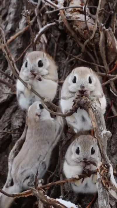 ? Japanese dwarf flying squirrels vibing in a tree