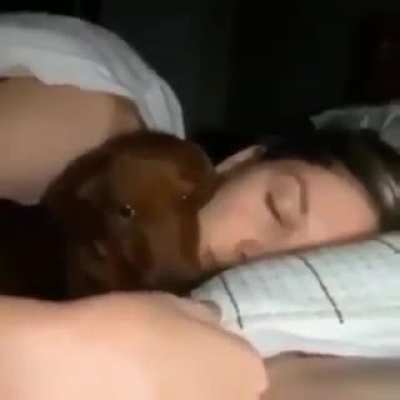 "Sleeping with your dog isn't hygienic" meanwhile, the dog:
