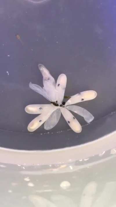 ? Baby octopus hatching and immediately changing color thanks to chromatophores (the pigment cells)