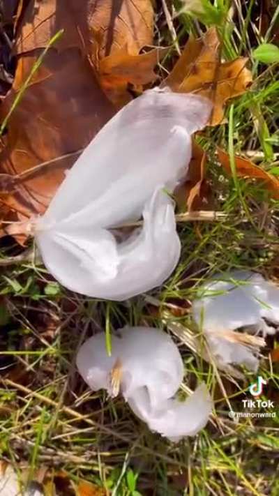frost flowers ?